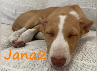 Jana2 geb. 03/2025 (ESP) - süße Podenco Ibicenco Welpin!