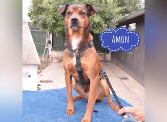 Amon ein verspielter Bub