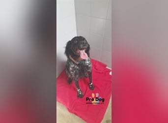 Ozzie sucht sein Zuhause
