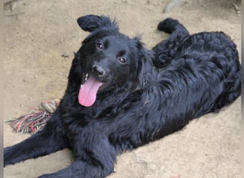 Schnuckelige DAYA hat das Potential zum Herzenshund