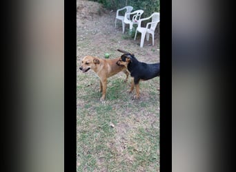 Fredi der perfekte Familienhund