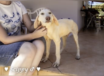 Scippy  und Kea suchen ab sofort ein Zuhause