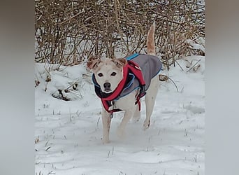Momo ein toller Jack Russel Mix