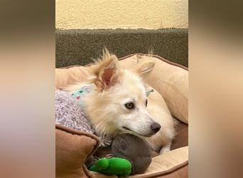 Nala-SR, sucht Zuneigung und Liebe