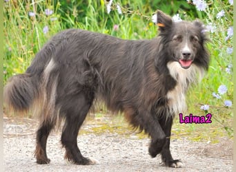 Laima2 01/2021 - sportliche und aufmerksame, wunderschöne Border-Collie-Mix Hündin!