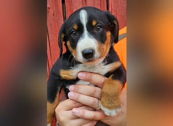 Appenzeller Sennenhunde, Welpen, Tri-Color Schwarz und Havanna Braun, 1 Hündin, ab Ende Mai
