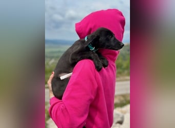 Ronja