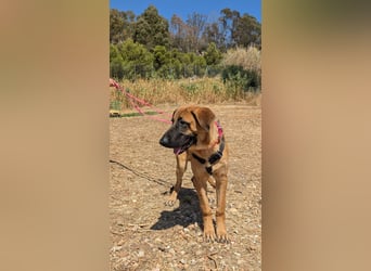 Cali (Spanien) – junger Mastín-Mischling auf der Suche nach seinem Für-immer-Zuhause