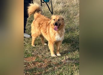Zauberhafte Alice❤️ (1 Jahr) sucht Pflege- oder Endstelle