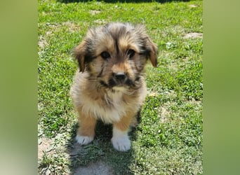 Kleines Sternchen Chanel