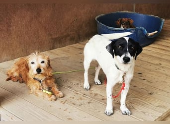 Aline, Jack Russell Mischling, geb. 2024, aktive Junghündin sucht aktive Familie
