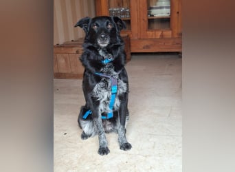 Tessie - verträgliche, liebe Border Collie / Australian Shepherd Mix Hündin / in Aach