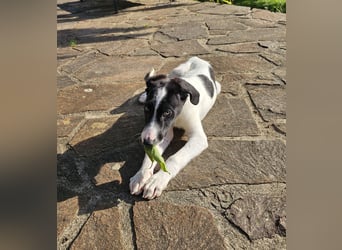 Tuffy wartet in 97499 Traustadt