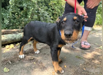 Alexa, geboren 16.03.2025, 21cm sucht ihr Zuhause