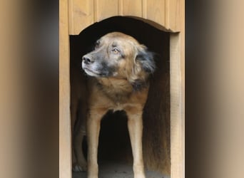 STEVE, Rüde, 9 Jahre, 53cm, Mischling, Tierschutz