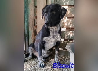 Biscuit geb. 08/2024 (GRC) - verspielter und verschmuster, ausgeglichener Junghund!