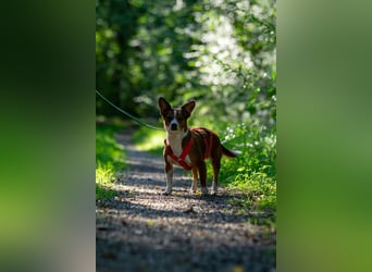 witziger, kleiner Kerl "Percy"