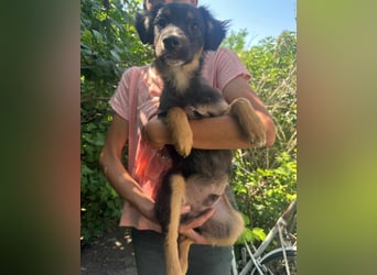 Bruno, geboren 03.2025, 36cm sucht seine Chance