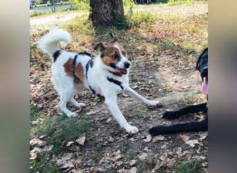 Barney – toller Bub mit viel Potenzial – wartet in PLZ 12683 Berlin-Biesdorf