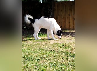 Sanfter Junghund Max(6 Mon/50 cm/15 kg) sucht liebevolles Zuhause