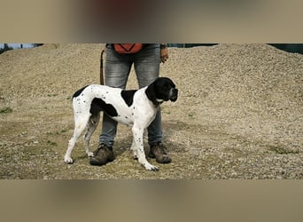 Sangria  - Portugiesischer Pointer, lieb und verträglich