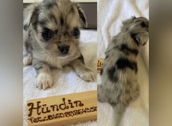 Chihuahua Welpen ab 22.08 abzugeben