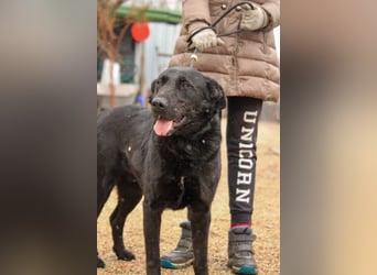 Cody-VA charmanter Mann möchte Küsschen geben