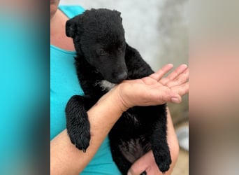 Vinn ❤️ schmusiger, süßer Bub sucht Liebe
