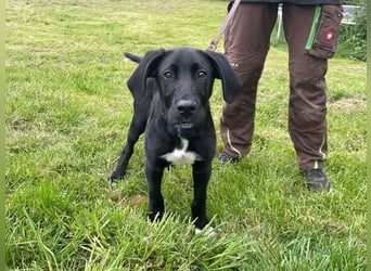Alberto, Doggen-Labrador-Mix, geb. 1/ 2025, su. seine Familie