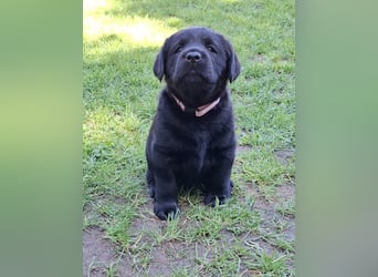 Labrador Welpen mit Ahnentafel