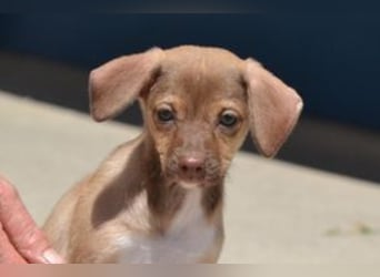 Galão, ein zarter Hundejunge, der Schutz und Geborgenheit sucht