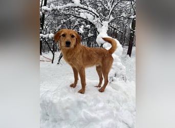 Kuckuck, wer schenkt Traumhund OLIVER ein liebevolles Zuhause?