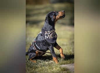 Leyla aktiver Jagdterrier Mischling Hündin sucht Zuhause für immmer