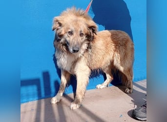 Honey, zurückhaltender Sanfter Collie Mix sucht ruhiges Zuhause