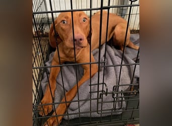 Levante sucht Vizsla Liebhaber