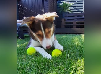 Carlos sucht sein perfektes Match-wartet in PLZ 49143 Bissendorf