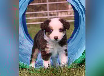 Mini American Shepherd / Mini Aussie