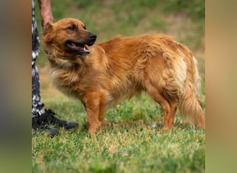 Fenrir