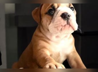 Continental Bulldog Welpen