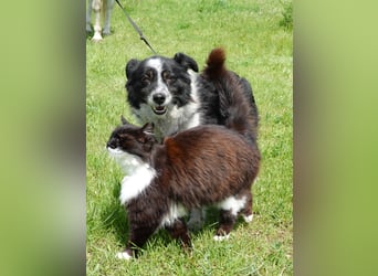Flash sucht ein liebevolles Zuhause