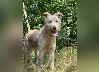 Messi, ein Hund mit viel Potential und einfach nur lieb
