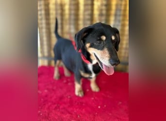 Leo, Dackel-Mix, Rüde, geb. ca. 05.2017, 30 cm, 10 kg