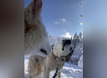 Lobo - wunderschöner Husky
