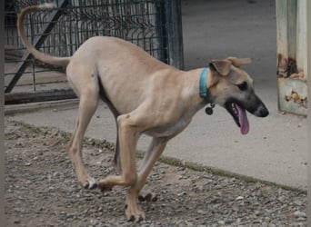 Kronos 07/2024 (ESP) - neugieriger und sanfter, zuckersüßer Galgo Welpe!