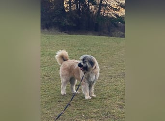 Tolle Bonnie möchte eine liebe Familie