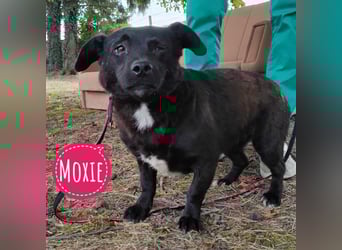 Moxie eine sehr sanfte zarte Seele