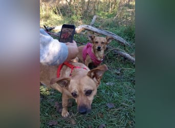 Greta und Helene, zwei süsse noch unerzogenen frechen Mäuse, nur im Doppelpack