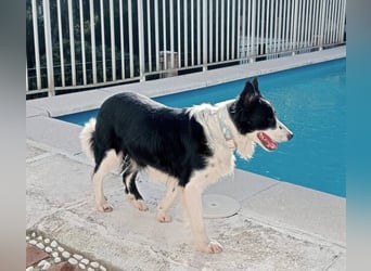 Dacapo (Spanien) – ein sanfter Senior sucht ein liebevolles Zuhause
