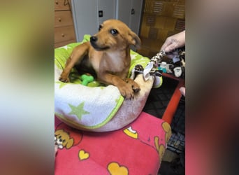 Stella, Pinscher-Mix, Hündin, klein, geb. 06.11.2024