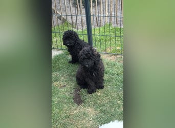 3 Kleinpudelwelpen suchen ein liebevolles Zuhause